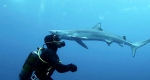 奇妙！潜水员海底探险遇鲨鱼获其温柔献吻 - 西安网
