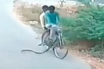 印度两男子骑自行车路遇眼镜蛇袭击 仓皇逃命 - 西安网