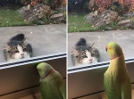 新西兰一鹦鹉隔着窗户逗猫：“来玩躲猫猫啊” - 西安网