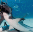 意一女“鲨鱼舞者”运用独特驯鲨术帮其取鱼钩 - 西安网