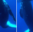 南太平洋一幼鲸遇摄影师 主动接近转圈起舞 - 西安网