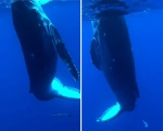 南太平洋一幼鲸遇摄影师 主动接近转圈起舞 - 西安网