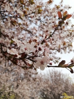 航拍西安校花第三期：站在思源看樱花，不负三月好春光 - 西安网