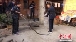长约2.5米眼镜王蛇造访农家 老太与其“斗法” - 西安网