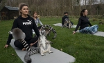 动物瑜伽来袭！英一酒店首次开设狐猴瑜伽课程 - 西安网