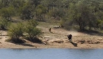 水牛被狮群追入河又遭鳄鱼攻击最终被同伴救出 - 西安网