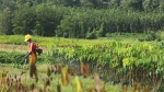 【“一带一路”农业行】老牌国企为老挝橡胶产业带来新生机 - 西安网