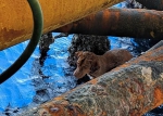 奇迹！小狗海上漂泊200余公里被石油工人救下 - 西安网