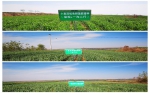 西安市小麦深松宽幅施肥播种技术试验田长势好 - 农业机械化信息