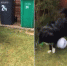 英国一小狗踢球技术精湛经常和邮递员比试玩耍 - 西安网