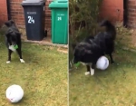 英国一小狗踢球技术精湛经常和邮递员比试玩耍 - 西安网
