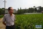（爱国情 奋斗者·图文互动）（2）一颗稻谷里的爱国情怀——记“杂交水稻之父”袁隆平 - 西安网