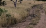 出其不意！南非一花豹凌空捕雀展示敏捷身手 - 西安网