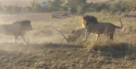 实拍两头年轻狮子为争夺领地猛烈攻击年长雄狮 - 西安网