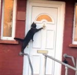 英国一只黑色猫咪不断摇门环敲门 礼貌行为引关注 - 西安网