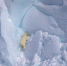 北极熊宝宝跌落冰崖 熊妈妈反复攀崖揪心寻找 - 西安网
