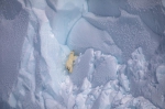 北极熊宝宝跌落冰崖 熊妈妈反复攀崖揪心寻找 - 西安网
