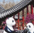 四川园：熊猫家园 水润天府(北京世园会风采) - 西安网