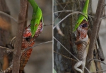 精彩！印绿藤蛇从树枝上突然起跳吞下整只蜥蜴 - 西安网