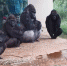 美动物园大猩猩墙角躲雨 动作表情滑稽成网红 - 西安网