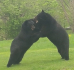美男子拍到两只大黑熊在自家院内直立打斗画面 - 西安网