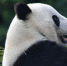 （社会）（1）旅美大熊猫“白云”“小礼物”回到家乡四川 - 西安网