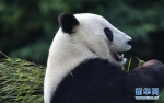 （社会）（1）旅美大熊猫“白云”“小礼物”回到家乡四川 - 西安网