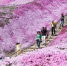 北海道超30种芝樱盛放 游客大饱眼福 - 西安网