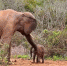 南非公象为发泄击打幼象背部遭其他大象呵斥 - 西安网