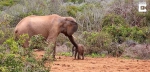 南非公象为发泄击打幼象背部遭其他大象呵斥 - 西安网