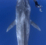 海底奇遇！摄影师偶遇巨型蓝鲸称其像“潜艇” - 西安网