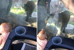 十月大萌娃与动物园中美洲狮隔玻璃互动交朋友 - 西安网