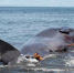 意大利海滩发现抹香鲸尸体 或因摄入过多塑料而死 - 西安网