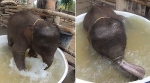 好可爱！泰国一小象洗澡时在浴缸里开心翻滚 - 西安网