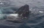 爱尔兰海岸两座头鲸钻出水面围绕观鲸船嬉戏 - 西安网