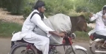 巴基斯坦一男子载着奶牛骑摩托上路引网友热议 - 西安网