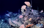 （图文互动）（1）“科学”号在马里亚纳海沟发现多处罕见“海底花园” - 西安网