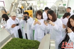 270万亩生态陕茶助力陕西农业特色产业3+x工程发展 - 西安网