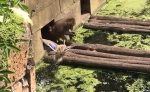 残酷！荷兰动物园一狒狒捕获小鸭子当场开吃 - 西安网