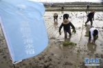 #（科技）（1）浙江瑞安：滩涂种上袁隆平“海水稻” - 西安网