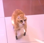 俄罗斯一猫咪因冻伤被截肢 装四只仿生爪成世界首例 - 西安网