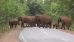 印度一象群为死去小象举行“葬礼” 令人动容 - 西安网