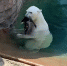 美动物园内一北极熊吃掉落在围场鸭子惊呆游客 - 西安网