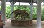 泰国动物园将老虎拴在圆台上供游客拍照遭抗议 - 西安网