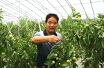 高陵：夏天销售鲜冬枣 温棚种植收益高 - 西安网
