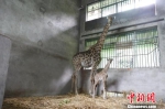 重庆一21岁高龄长颈鹿“再当妈” 15年产10只幼崽 - 西安网