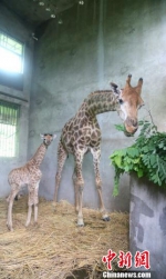 重庆一21岁高龄长颈鹿“再当妈” 15年产10只幼崽 - 西安网