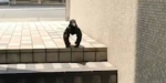 日本网友拍到一只乌鸦神似大猩猩 走红社交网络 - 西安网