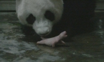 海归大熊猫诞下龙凤胎 - 西安网