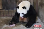 大熊猫“珠珠”生下龙凤胎。陕西省林业局供图 - 陕西新闻